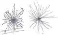 Deep lymph nodes and vessels of the thorax and abdomen.