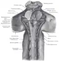 Upper part of medulla spinalis and hind- and mid-brains; posterior aspect, exposed in situ.