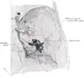 Position of the right bony labyrinth of the ear in the skull, viewed from above.
