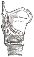 Side view of the larynx, showing muscular attachments.