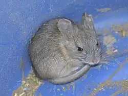 Gray mouse