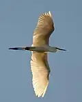In flight at Lake Monger, Perth, Western Australia