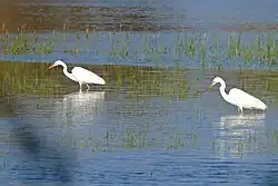 Great egrets, Catalonia