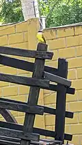 Great kiskadee seen in La Libertad, El Salvador