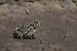 Great Plains toad (Anaxyrus cognatus)