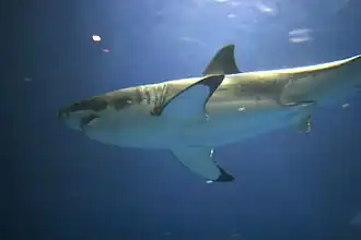 Photo of shark in aquarium