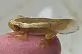 Tadpole/ froglet taken out of the water