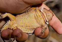 Showing underside, in New Mexico