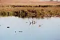 Great egret and ducks