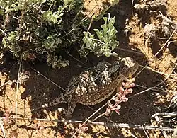 Greater short-horned lizard (P. douglassi brevirostre), Sweetwater County, Wyoming, US (15 June 2016).