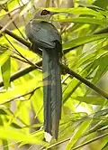 Kaeng Krachan Nat'l Park - Thailand