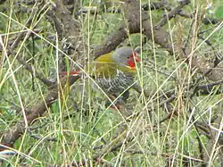 Male P. m. percivali, Serengeti, Tanzania