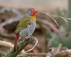 Male P. m. soudanensis, Tsavo East National Park, Kenya