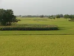 Crop Fields in Nandigram Upazila