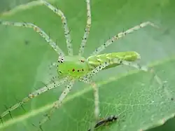 P. viridans