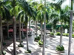 Palm trees at the Greenbelt Park