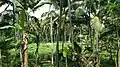 Greenery Scene of Coconut Plantations in Karavilai
