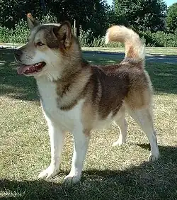 Image 31The Greenland dog carries 3.5% genetic material inherited from a 35,000-year-old wolf from the Taymyr Peninsula, Arctic Siberia. (from Domestication of the dog)