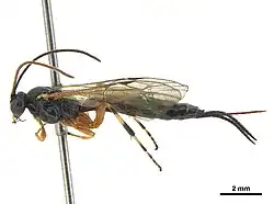 Gregopimpla himalayensis