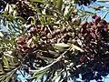 Seed pods