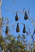 Grey-headed flying foxes in the Royal Botanic Garden, Sydney