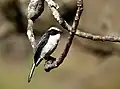 Grey Bushchat