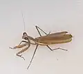 Adult male Iris oratoria from Jerusalem