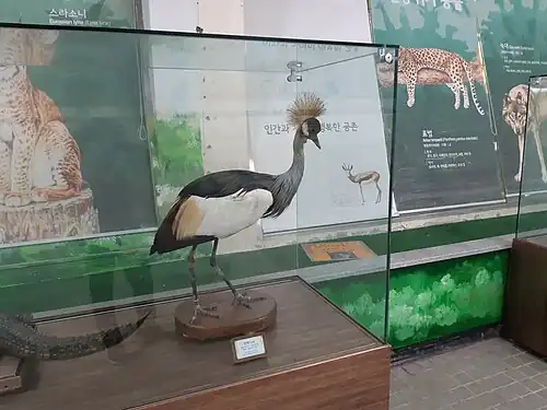 Taxidermied grey-crowned crane in Seoul Grand Park