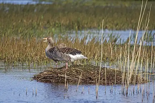 pair on nest, Denmark