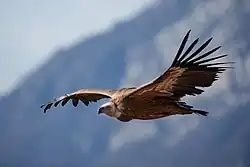 Griffon vulture, Julian Prealps Natural Park