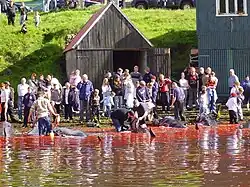 In accordance with the regulations, men and women gather on the shore to kill the beached whales, here in the town Vágur on Suðuroy