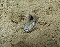 Ground skink hatching.