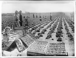 Picking crew, Bell, California, ~1910