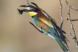 European bee-eaters, National Park, Matera