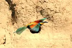 European bee-eater, Scrivia