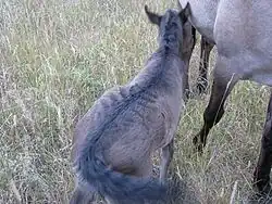 striped foal