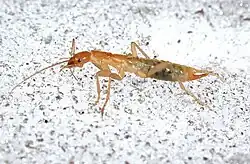 A red ice crawler insect from the side