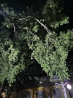 Branch