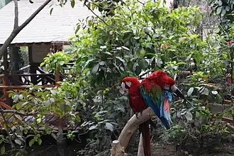 Red-and-green macaws at the Bird forest