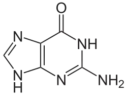 Chemical structure of guanine