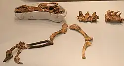 Photograph of a specimen of Guanlong in side-on view, showing the skull, bones of the limbs and vertebrae of the spine