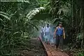 Image 6A low impact trail built for ecotourists to protect an archeological site in Guatemala