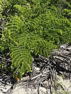 Habit