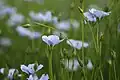 A field of flax
