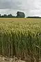 Wheatfields