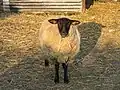 Sheep