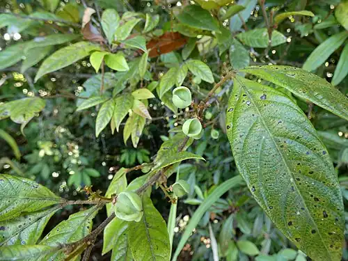 Immature fruit