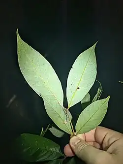 Underside