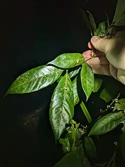 Leaves
