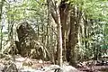 Syenite boulder and pinkwood rainforest